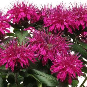 Green River 100 Fushia Bee Balm Seeds - Flower Seed Pack, Perennial Flower, Brilliant Magenta Blooms, Great For Herb Gardens And Pollinator Beds, Native Wildflower Treasure,Zones 3-9, Sun to Partial Shade, Rhizome-Forming, Hummingbird Attracting