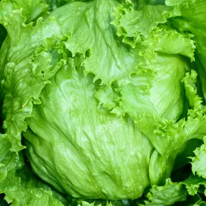 Heirloom Iceberg Lettuce Seeds - Organic and Regenerative Gardening Seeds