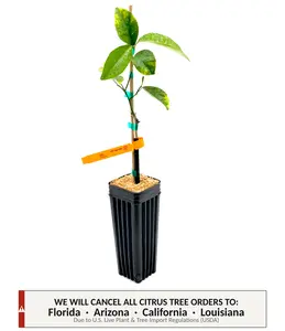 Page Mandarin Tree | No Ship CA AZ LA FL | Sweet Tangelo Hybrid, Juicy Flavor Bomb & Early Season Citrus | Premium Indoor Outdoor Citrus Tree