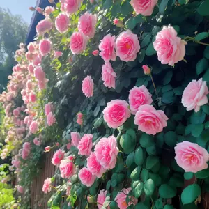 200  Pcs Mixed Climbing Roses Live Plants for Planting Outdoors, Rose Plant, Fragrant Climbing Rose Bushes Plants Live