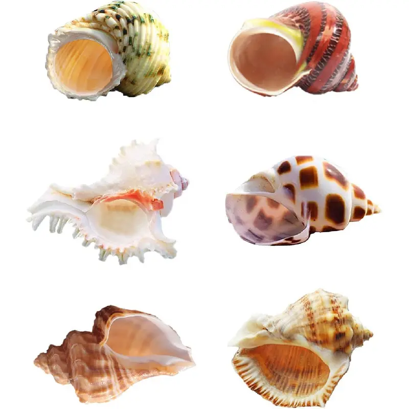 6PCS Large Safe Hermit Crab Growth Turbo Shell Set - 1"-2" Opening, 2.3"-3.5" Diameter, Breathable Structure, Chemical-Free, Varied Pet Supplies, Fish Tank Decor, Nautical Home Decor