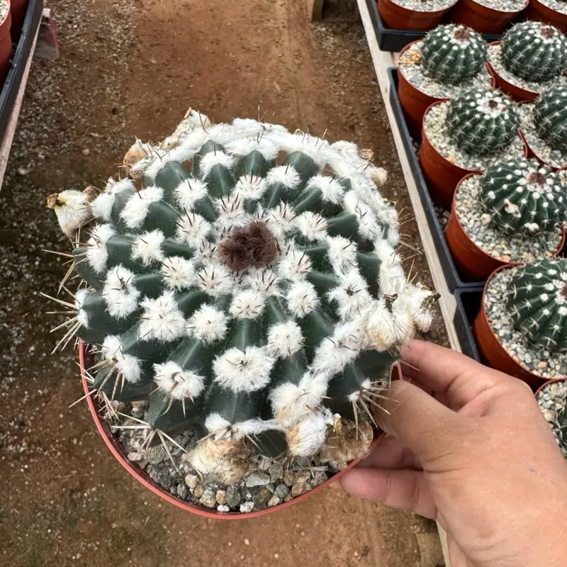 wigginsea 6 inch cactus plant