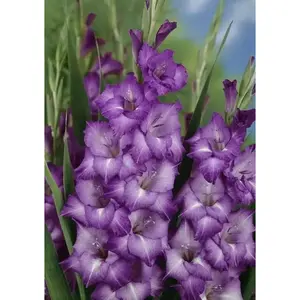 Gladiolus bulbs (10 corms)- Blue Isle 'Sword lily