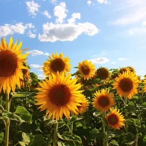 Black Oil Sunflower Seeds (Helianthus annuus) High-oil content sunflower loved by birds and pollinators. Grows tall with dark-centered blooms. Great for wildlife gardens and seed harvesting.