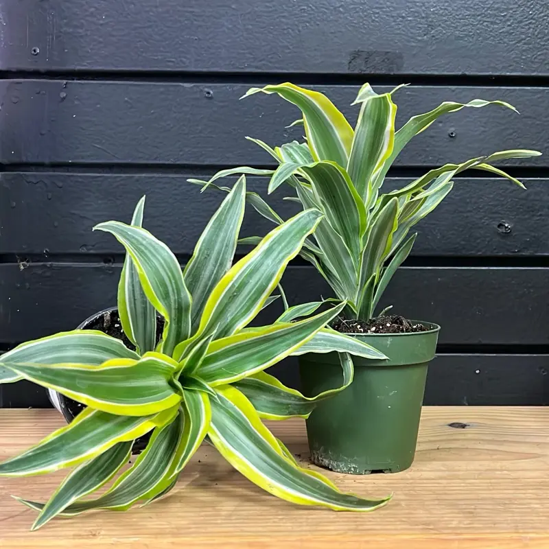 ikea geigenfeige Ficus lyrata main image 1