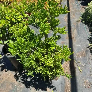 Jade Gollum large ships bare root