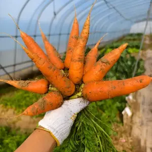 Carrot Seeds for Planting, Non-GMO High Germination Heirloom Vegetable Seeds for Indoor Outdoor Garden Growing