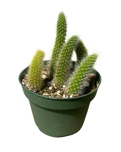 4" Monkey Tail Cactus Multi – Cleistocactus Colademononis – Live Plant