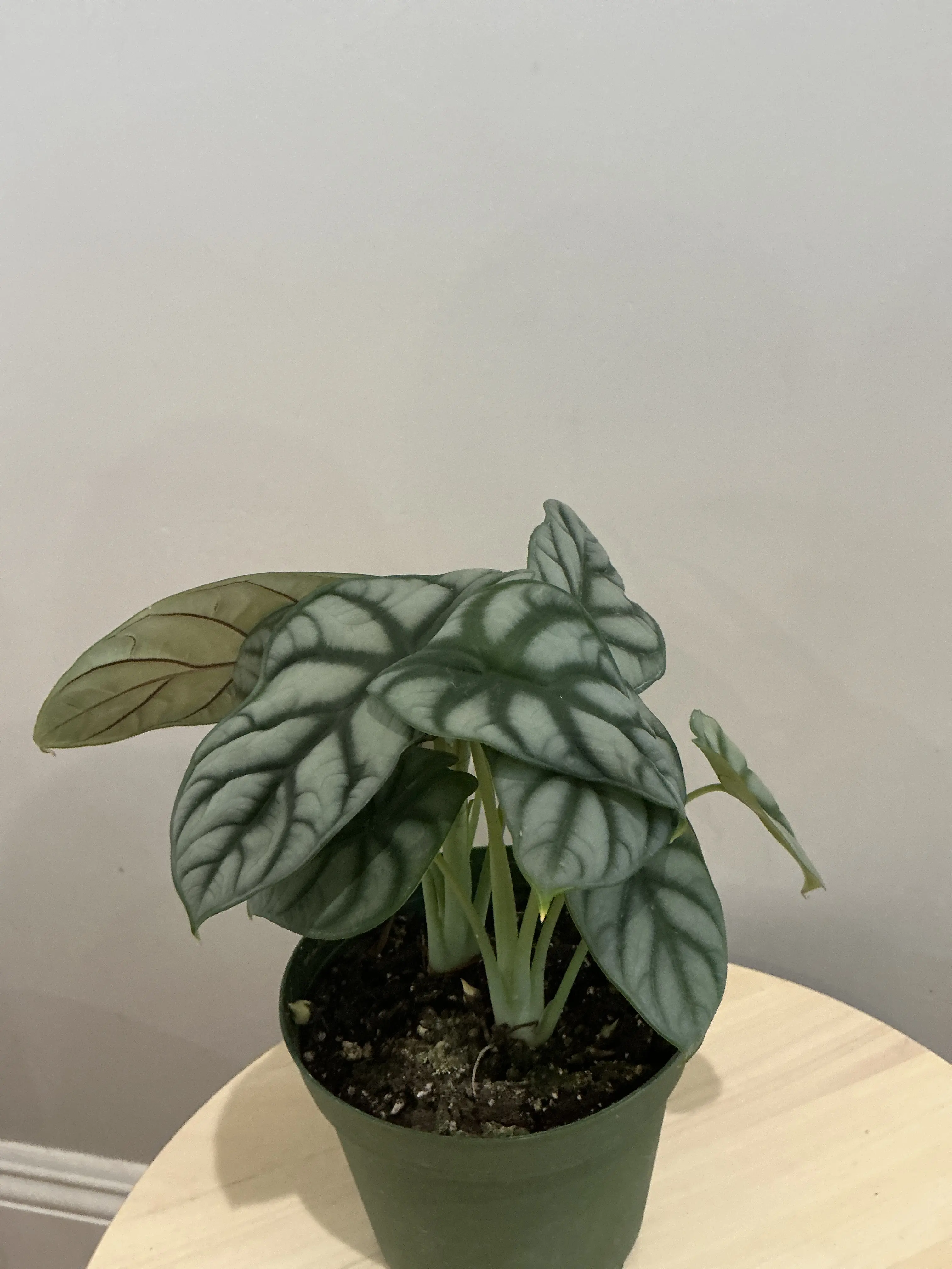 6’’ Alocasia Silver Dragon