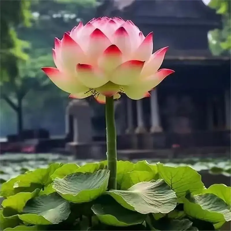 20pcs Giant Water Lily Seeds with Buds and Roots Fragrant Large Bowl Lotus for Indoor Bowls Outdoor Ponds Fish Tanks and Gardens Easy to Grow Hydroponic Water Lilies with Large Flowers All Seasons Non-GMO Aquatic Plants