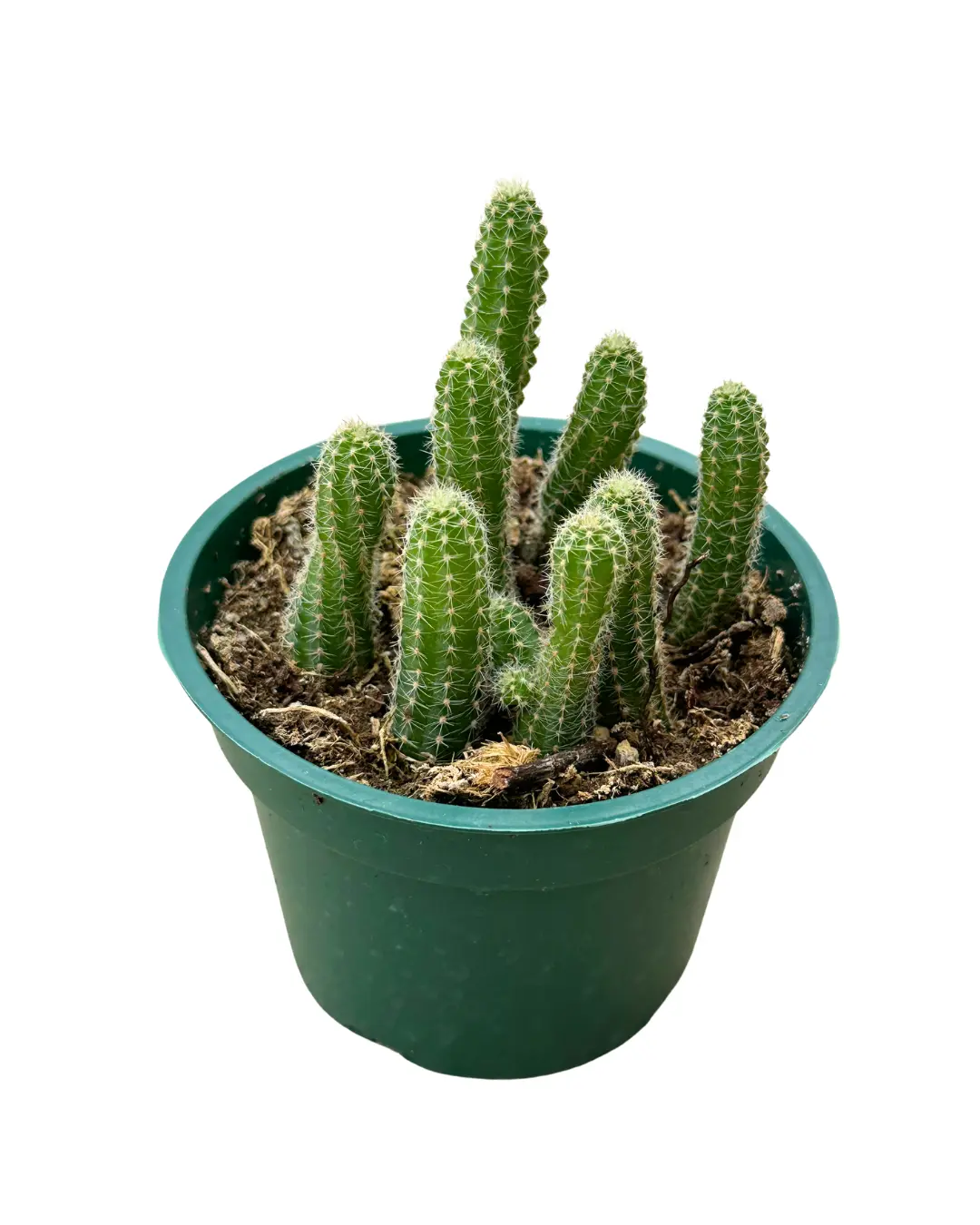 4" Peanut Cactus – Echinopsis Chamaecereus – Live Plant