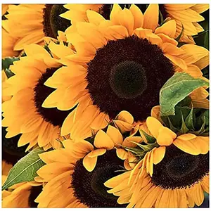 100pcsMammoth Grey Striped Giant Sunflower Seeds - Attract Bees and Butterflies with Heirloom Garden Seeds