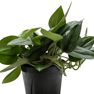 Scindapsus Platinum Java