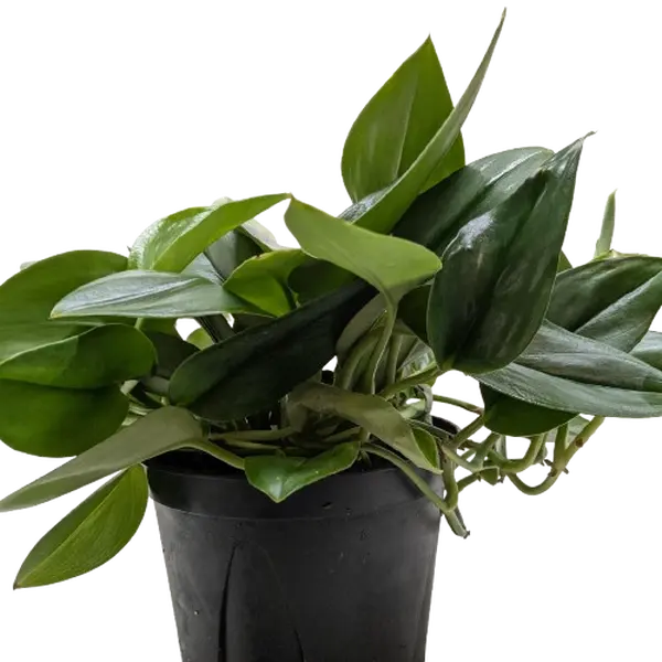 Scindapsus Platinum Java