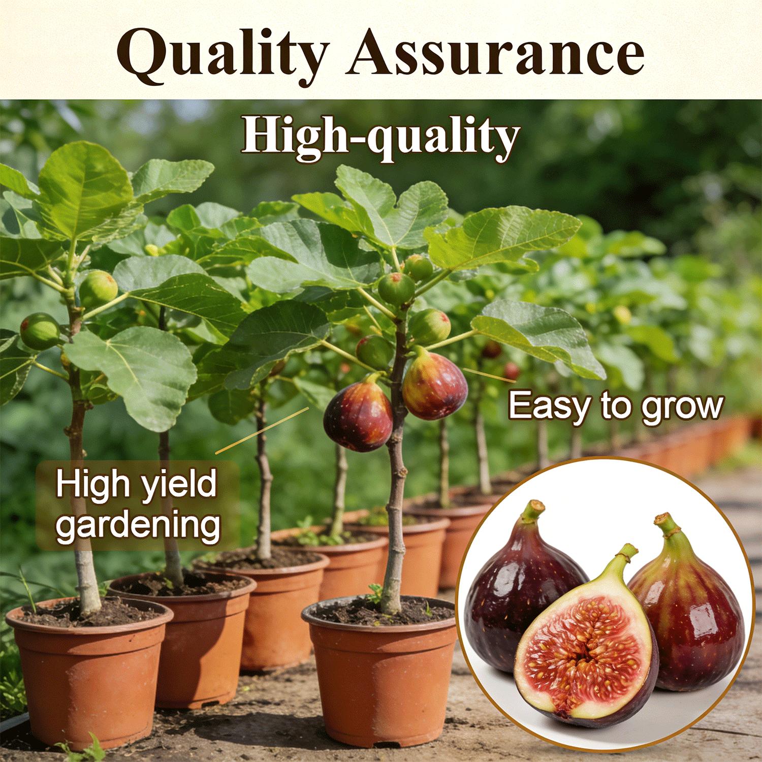 Heirloom Non-GMO Fig Tree Live Plant Seedling – Fast Growing Perennial, Perfect for Outdoor Garden, Patio, Container & Yard, Simple to Grow, Ideal for Beginners & Home Orchard Heirloom Non-GMO Fig Tree Live Plant Seedling – Fast Growing Perennial, Perfect for Outdoor Garden, Patio, Container & Yard, Simple to Grow, Ideal for Beginners & Home Orchard