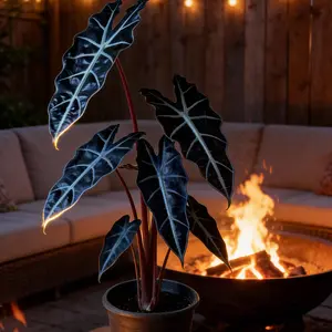 Hosta Seeds Perennial Shade Plant for Garden and Yard Non-GMO USA Made with Instructions for Easy Care Versatile Growth Suitable for Shaded Areas