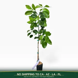 Rio Red Grapefruit Tree | No Ship CA AZ LA FL | US Citrus Nursery | Sweet Seedless Ruby Red Flesh, Official Texas State Fruit, Natural Live Citrus Plant, Indoor Outdoor Fruit Tree | No Ship CA AZ LA FL