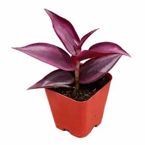 Beautiful Pink Tradescantia Nanouk Live Plant in 2in Planter, Colorful Variegated Trailing Houseplant for Indoor Room Aesthetic Decor