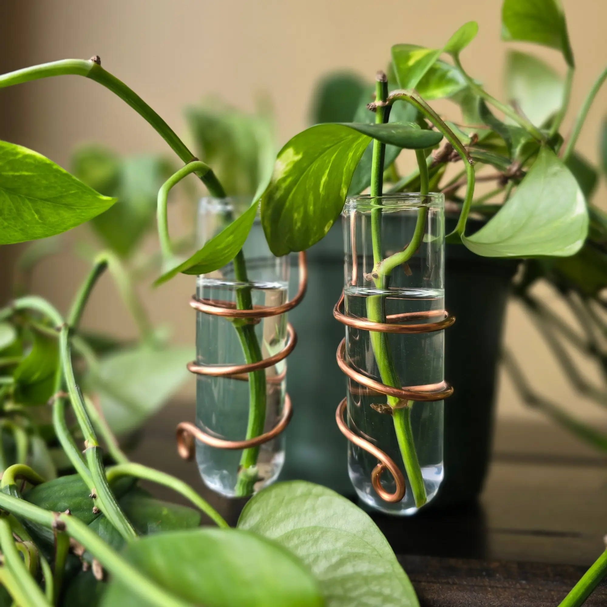 Sidecar Pot Propagation Stand