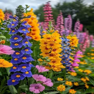 200 PCS Colorful Mixed Carnival Hollyhock Seeds - Heirloom Biennial Wildflower, Easy to Grow in Full Sun, Attracts Bees and Butterflies to Gardens