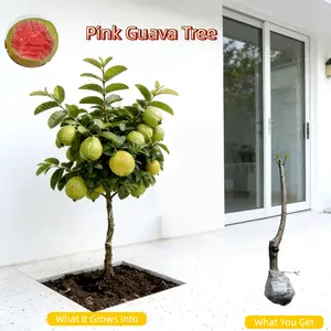 Heirloom Non-GMO Guava  forPotted Plants Greenhouses & OutdoorGardens Easy to Cultivate Fruit saplingsIdeal for Gardening Enthusiasts TreeSeedlings Sapling Perennial Gardens Tree Live Compact Fast-Growing Hardy