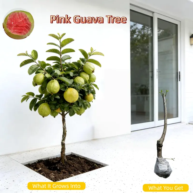 huperzia serrata - TikTok Shop