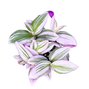 4" Tradescantia Nanouk – Live Plant