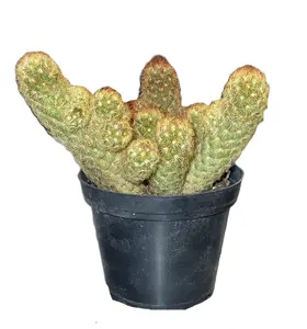 Ladyfinger Cactus 4" (Mammillaria elongata)
