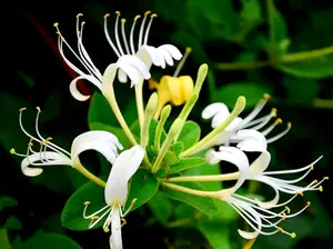 200 Japanese Honeysuckle Seeds Fragrant Lonicera japonica Yellow White Honeysuckle Bush Climbing Vine Seeds