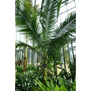 Satake Palm - Live Plant in a 3 Gallon Growers Pot - Satakentia Liukiuensis - Rare Ornamental Palms of The World
