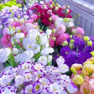 1000 Lisianthus Seeds for Planting, Mixed Color Eustoma Flower Seeds, Thornless Rose Seed, Non-GMO Eustoma Grandiflorum Perennial Garden Indoor Blooms。 Pack of 100 Mixed Color Eustoma Grandiflorum Seeds, Flower Seeds for Planting