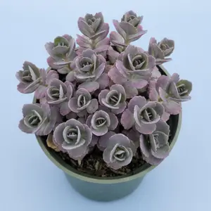 SunSparkler® Sedum 'Blue Pearl'