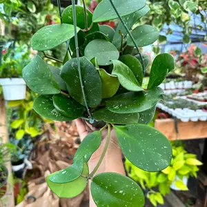 Hoya Obovata 6 in pot Pet Safe Indoor Plant