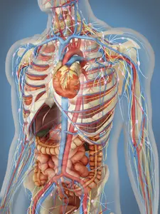 StockTrek Images Transparent Human Body Showing Heart & Main Circulatory System Position with Internal Organs Nervous System Lymphatic System & Circulatory System Poster Print, 25 x 33 - Large
