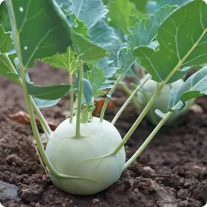 Early White Vienna Kohlrabi Organic Seeds (Brassica oleracea var. gongylodes) – A crisp, mild-flavored bulbous vegetable, ideal for raw snacking or cooking.