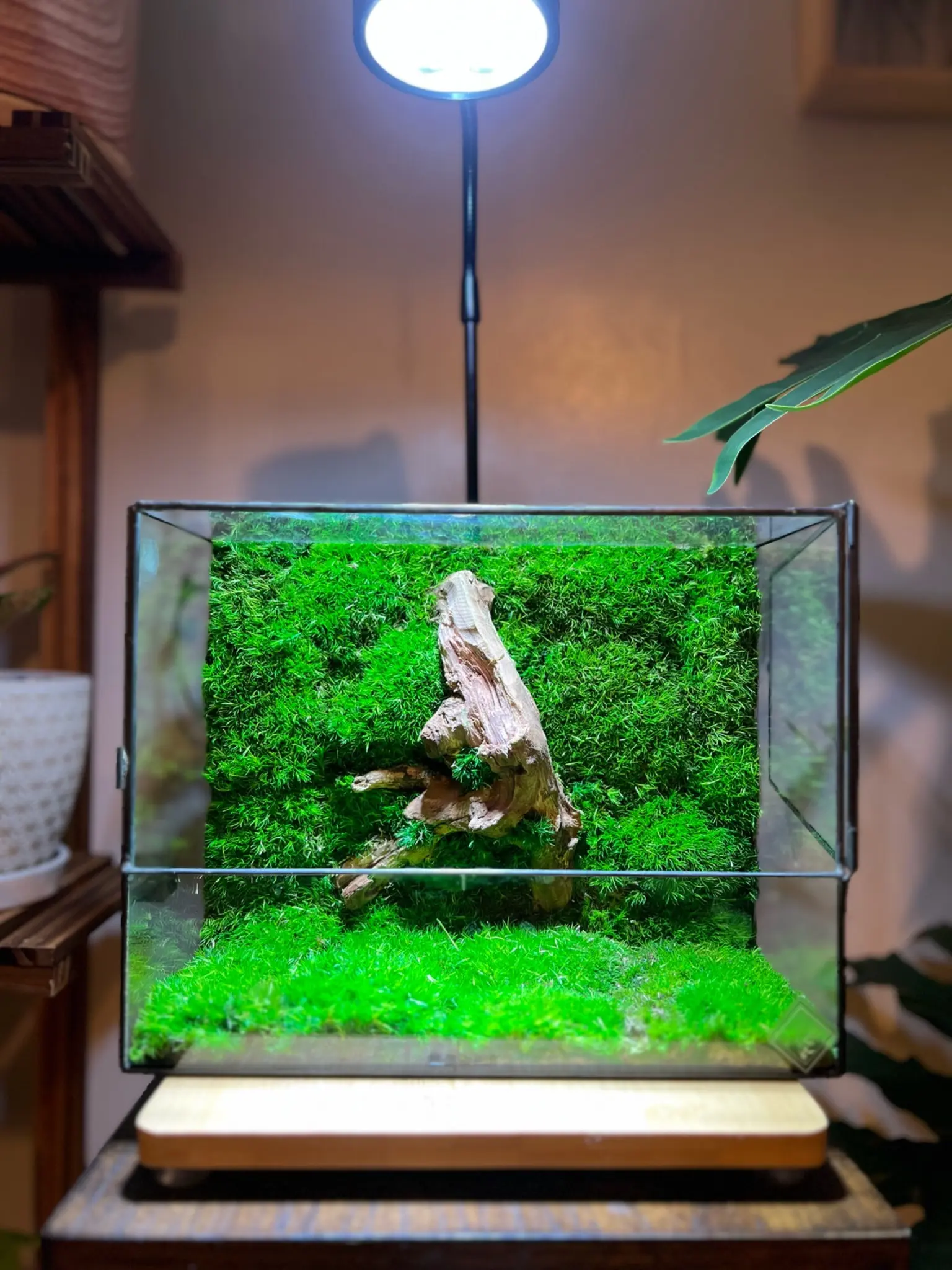 Driftwood M - Glass Terrarium with Preserved Moss and Natural Driftwood for Home Decor