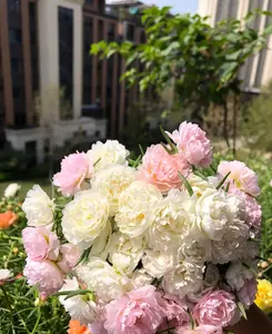 10000 Moss Rose (Portulaca) Seeds | Colorful Sun Rose Mix – Spreads Easily, Loves the Heat  Moss rose-a36-tyh01