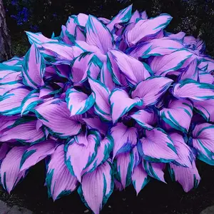 800PCS Purple-Pink & Blue-Edged Hosta Seeds – Rare Variegated Medium-Sized Perennials | Ideal for Shaded Gardens, Borders & Decorative Ground Cover