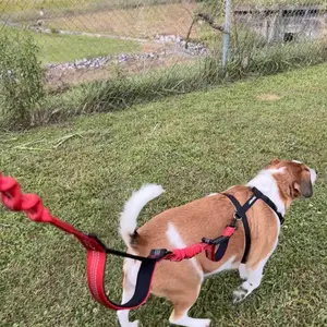 Product Review of iYoShop Hands Free Dog Leash with Zipper Pouch, Dual Padded Handles and Durable Bungee for Walking, Jogging and Running Your Dog from L**e