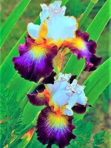 50 Heirloom Iris Seeds Fragrant Flower Plant (much less money than bulbs) - FRESH SEEDS - Limited Supply - Order Soon - Thank You