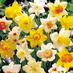 Butterfly Mix Daffodil Bulbs for Planting - Easy to Grow Perennial Flowers for Garden or Containers