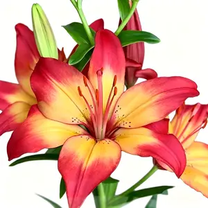 Lily bulbs perennial aromatic flower bulbs, large and beautiful flowers, easy to cultivate, suitable for indoor and outdoor garden balcony decoration