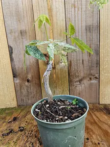 LIVE PLANT Variegated Money Tree Pachira Aquatica Grafted Plant 1ft.  Shipped from sunny Florida