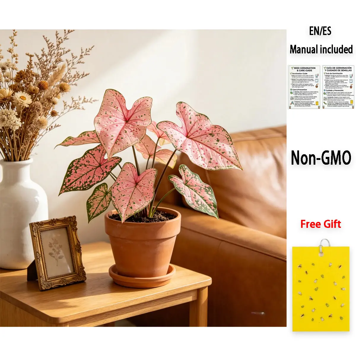 Premium Pink Splash Caladium Seeds | Vibrant Tropical Foliage | Authentic Ornamental - for Indoor Pots, Shade Gardens & Patio Decor, Patient Gardeners, Rare Plant Seeds