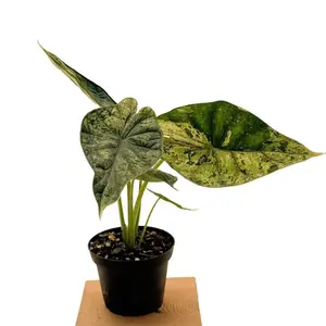 4" Rare Variegated Alocasia 'Green Dragon Scale Mint', Live Houseplant, Indoor Plant