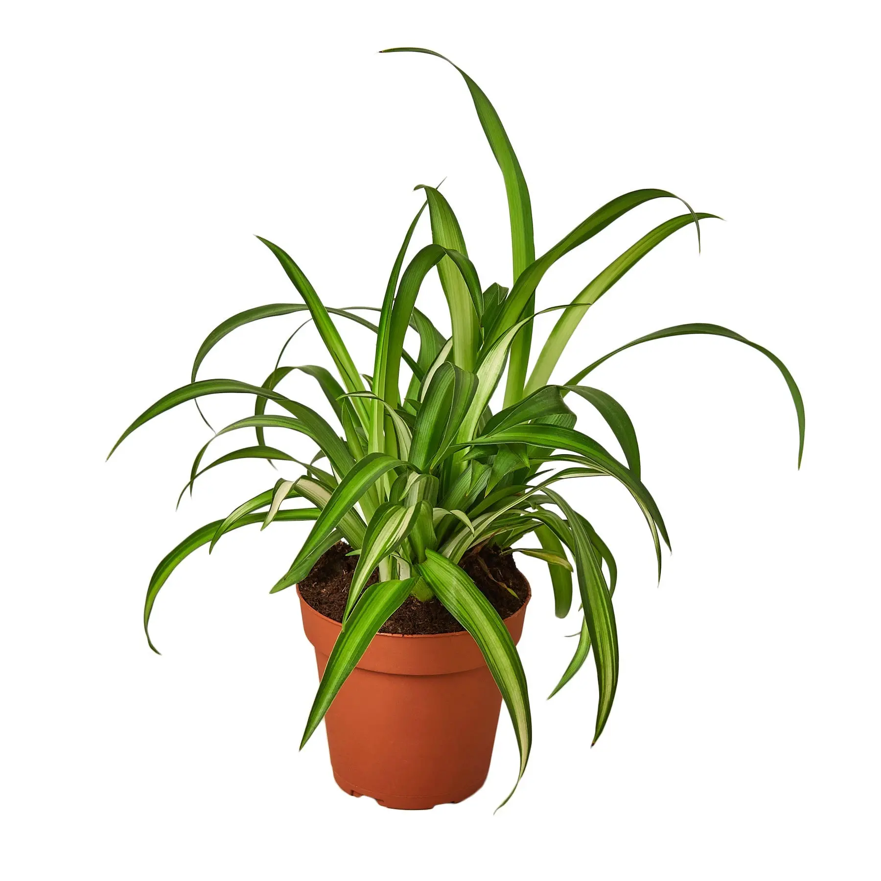 Spider Plant Hawaiian (Chlorophytum comosum)