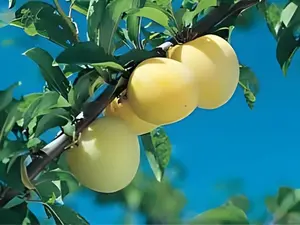 2 Live GOLDEN plum trees 1-2 ft tall now ready to plant self pollinating sweet fruit