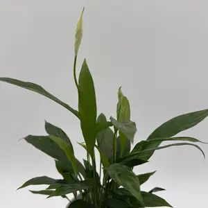 Peace Lily Spathiphyllum 6" Nursery Pot -  Tropical Houseplant for Indoor Decor & Air Purification