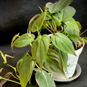 Philodendron Micans Plant
