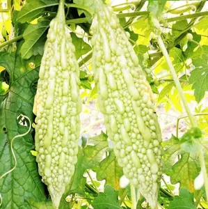 TomorrowSeeds - White Pearl Bitter Melon Seeds -  Bitter Gourd Indian Karela Chinese Fu Qua Squash Hybrid Asian Vegetable Seed For 2024 Season